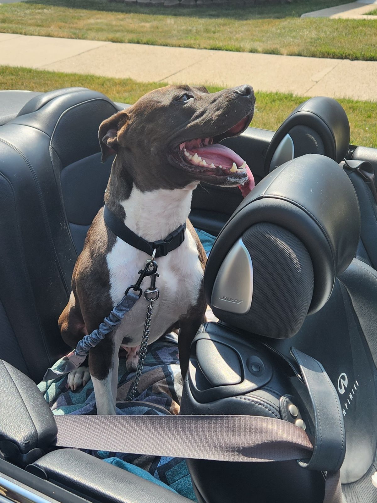 Pet Transportation Drop-Off