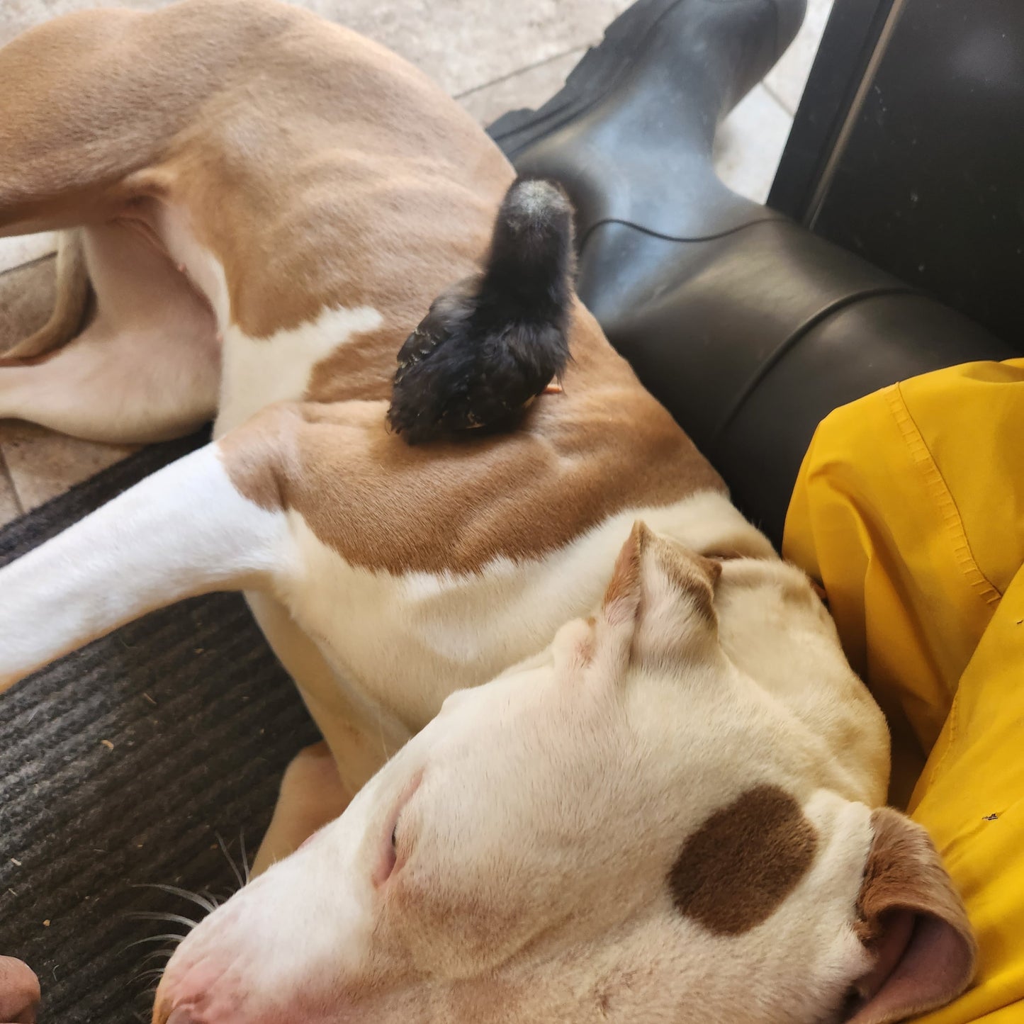 Dog Obedience Training