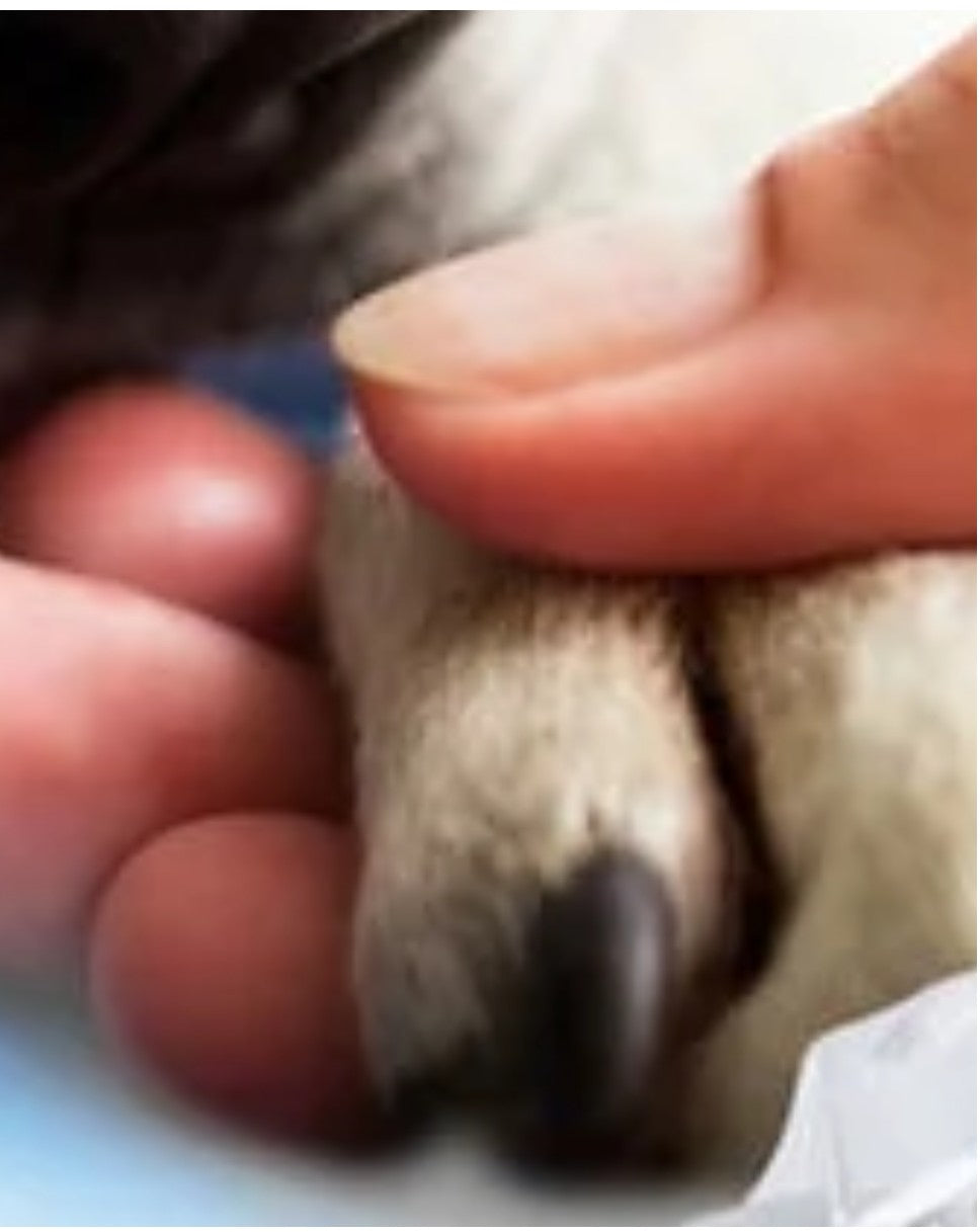 Doggy Nail Care