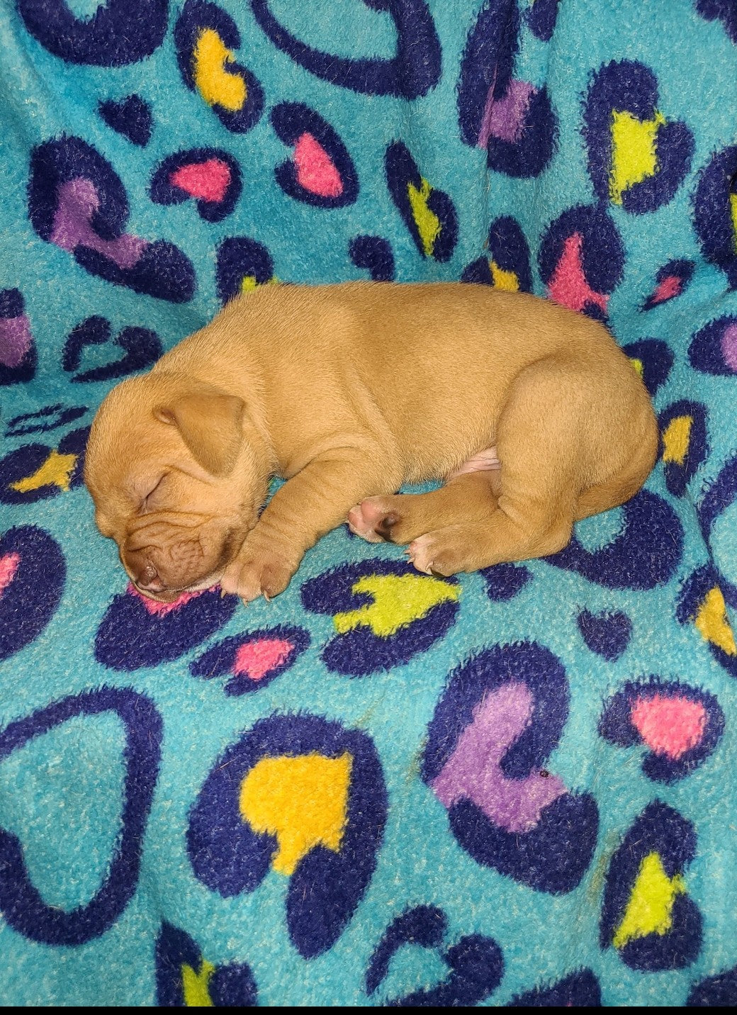 H.P.C.H. Hospital Paw Care Helper