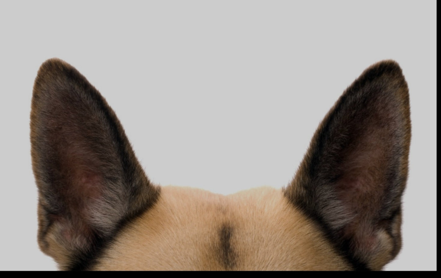 Doggy Ear Cleaning