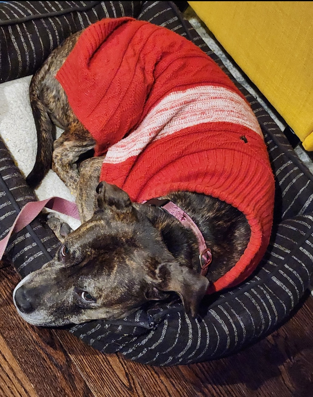 H.P.C.H.                    Hospital Paw Care Helper