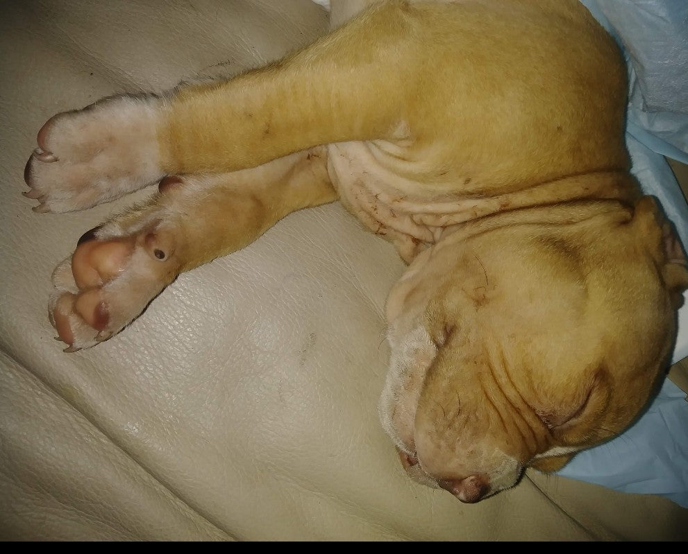 H.P.C.H.                    Hospital Paw Care Helper